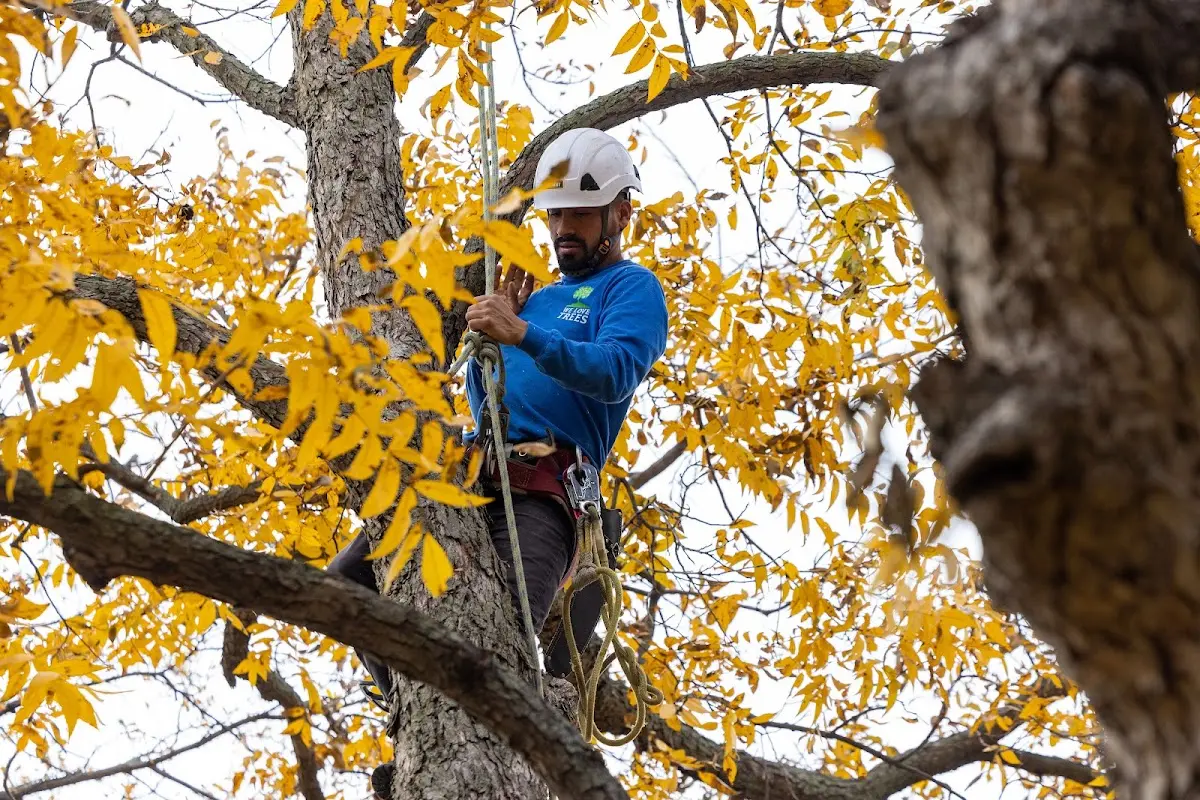 Skilled Storm Damage Cleanup crew working in Westpoint